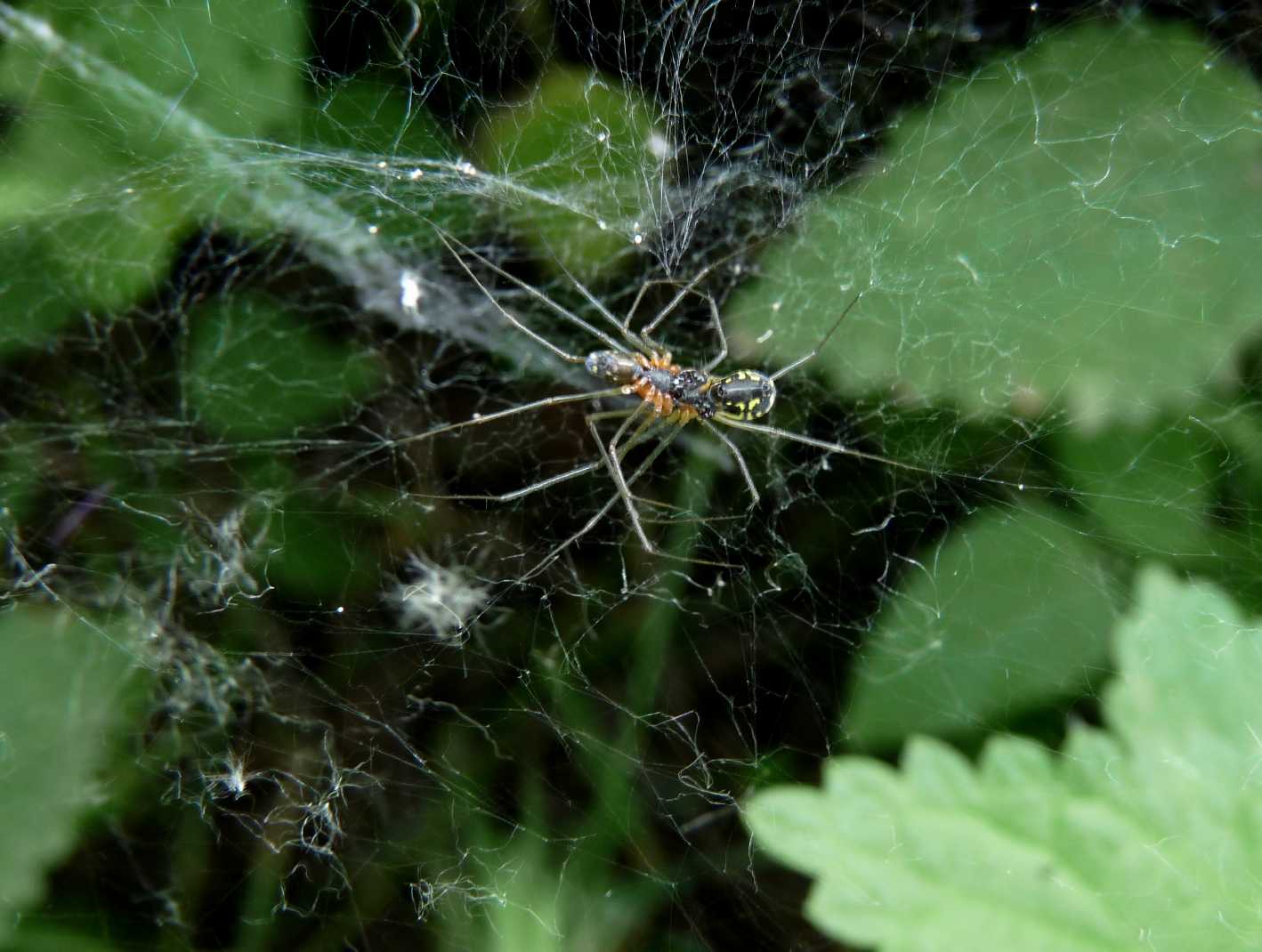 Frontinellina frutetorum